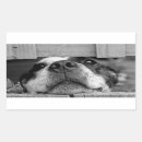 Pesquisar por cão engraçado adesivos Filhote de cachorro