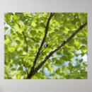 Pesquisar por pássaro japonês pôsteres Natureza