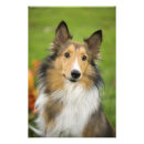 Pesquisar por collie áspero pôsteres Sable