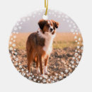 Pesquisar por animais estimação memoriais Cão