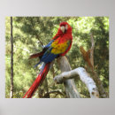 Pesquisar por macaw pôsteres Aves