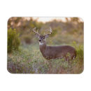 Pesquisar por odocoileus casa presentes Texas