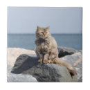 Pesquisar por windswept Ventoso