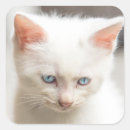 Pesquisar por gatinho branco adesivos Gato