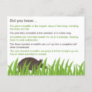 Pesquisar por tatu cartoes postais Fofo