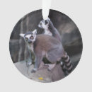 Pesquisar por lemur atado anel Animais