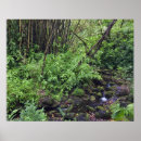 Pesquisar por samambaia pôsteres Natureza