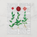 Pesquisar por cravo cartoes postais Itália