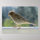 Pesquisar por finch pôsteres Natureza