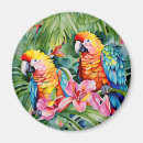 Pesquisar por papagaios imas Aves