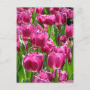 Pesquisar por tulipas roxas cartoes postais Rosa