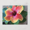 Pesquisar por flor hibiscus cartoes postais Fofofo