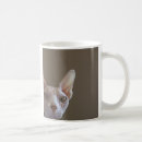 Pesquisar por gato calvo canecas Gatinho