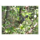 Pesquisar por cervo pôsteres Fotografia da vida selvagem