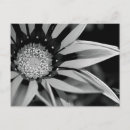 Pesquisar por flor branca preta cartoes postais Foto