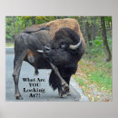 Pesquisar por touro engraçado pôsteres Animais