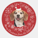 Pesquisar por foto animal adesivos Natal