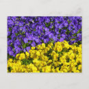 Pesquisar por viola amarela cartoes postais Flores