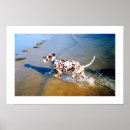 Pesquisar por dalmatian pôsteres Cães