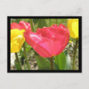 Pesquisar por tulipa amarela e vermelha cartoes postais Fotografia