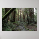 Pesquisar por floresta pôsteres Califórnia