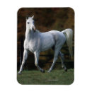 Pesquisar por cavalo árabe imas Execução