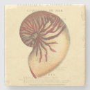 Pesquisar por concha porta copos Litoral