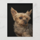 Pesquisar por yorkies cartoes postais Cães