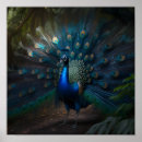 Pesquisar por azul de pavão pôsteres Linda