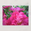 Pesquisar por rosado cartoes postais Para eles