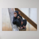 Pesquisar por chimpanzee pôsteres Macaco