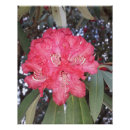 Pesquisar por flores pósteres pôsteres Planta