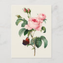 Pesquisar por redoute cartoes postais Rosa