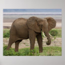 Pesquisar por elephant pôsteres Mammal
