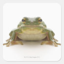 Pesquisar por sapo verde adesivos Réptil