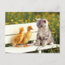 Pesquisar por mais feio cartoes postais Gatinho