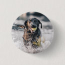 Pesquisar por retriever botons Labrador preto