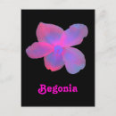 Pesquisar por begonia cartoes postais Natureza