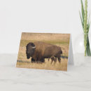 Pesquisar por yellowstone cartoes Bison