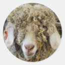 Pesquisar por cabras engraçadas adesivos Animais de criação