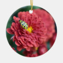 Pesquisar por insetos ornamentos Natureza