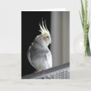 Pesquisar por birds cartoes Pet
