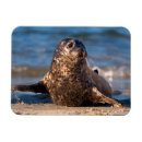 Pesquisar por franquia imas Delimont do danita