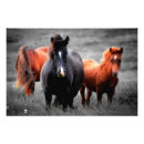 Pesquisar por cavalo preto e branco pôsteres Garanhão