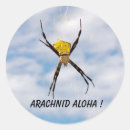 Pesquisar por aranha adesivos web