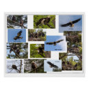 Pesquisar por águias pôsteres Animais