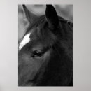 Pesquisar por horse pósteres pôsteres Black