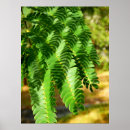 Pesquisar por seda pôsteres Árvore