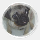 Pesquisar por filhote cachorro pug adesivos Pugs