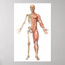 Pesquisar por anatomia muscular pósteres pôsteres Corpo